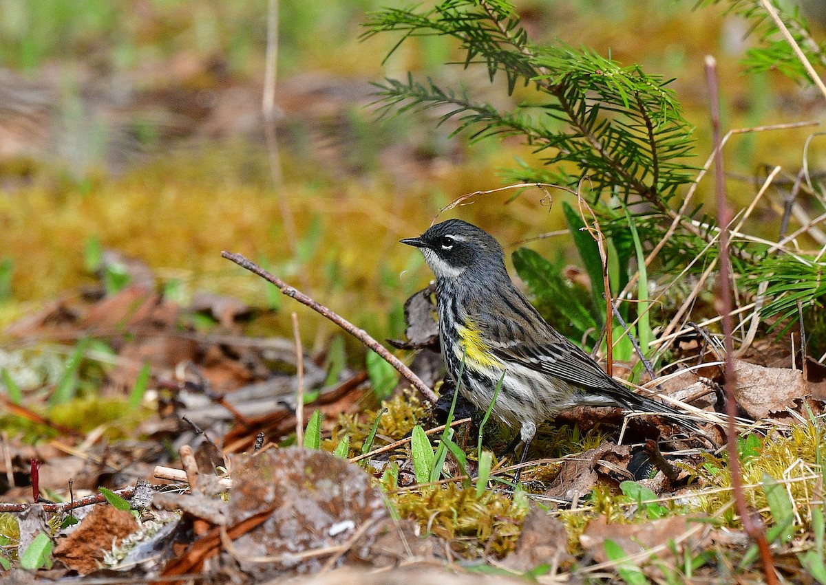 Yellow-rumped Warbler - François Hamel