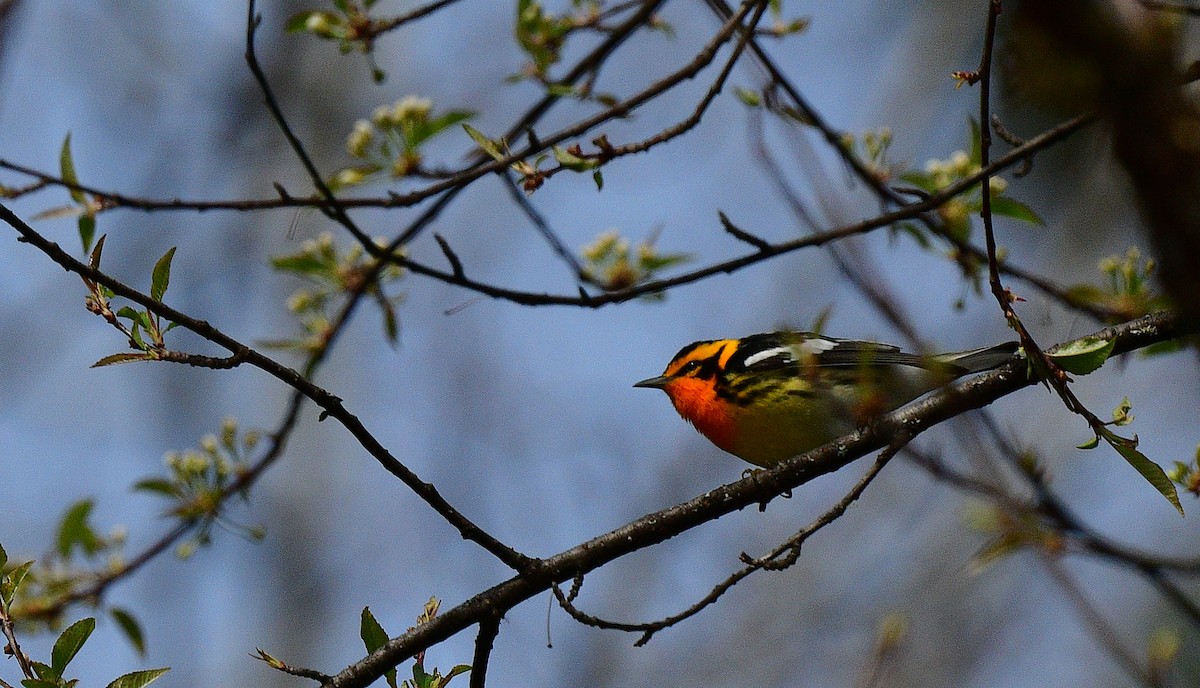 Blackburnian Warbler - ML339829971