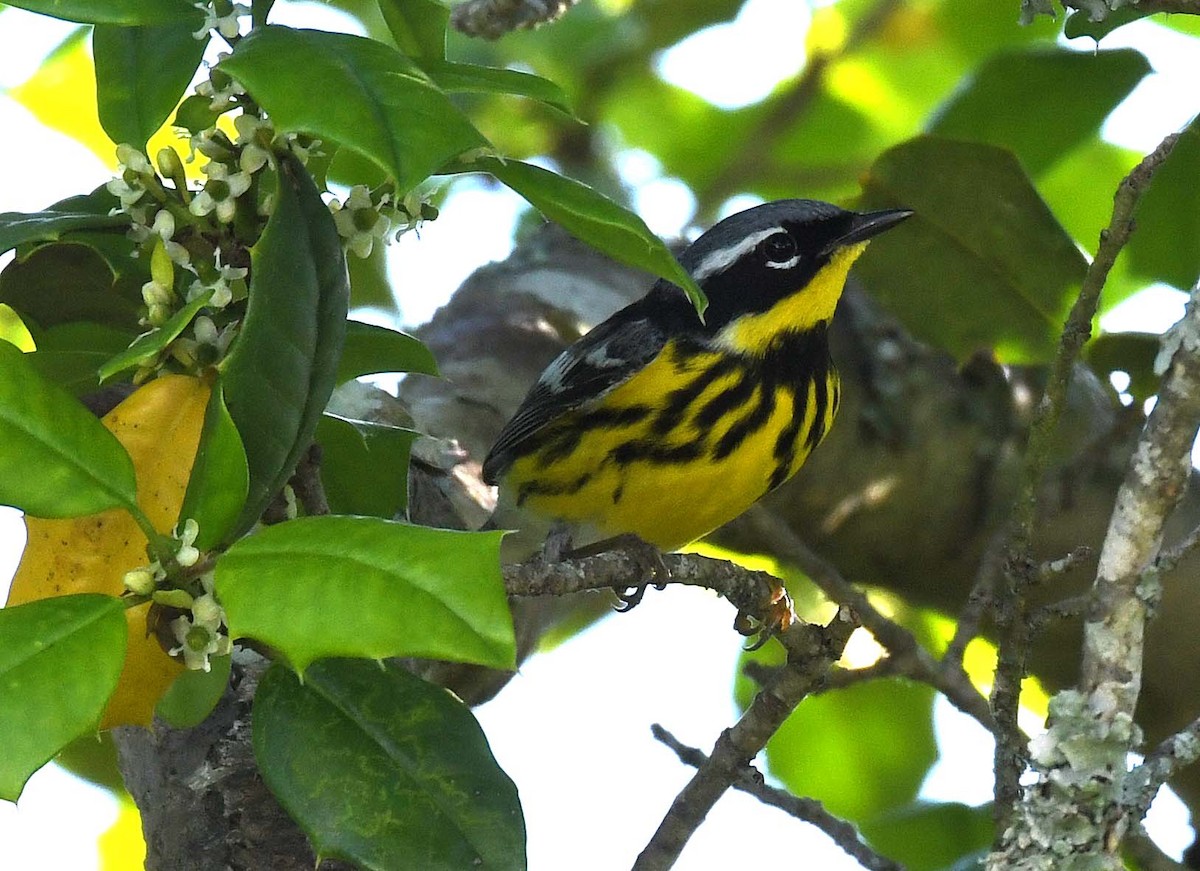 Magnolia Warbler - ML339832291