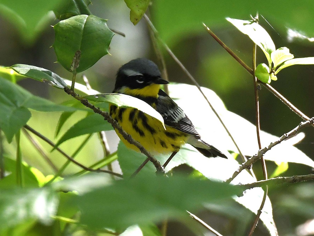 Magnolia Warbler - ML339832321