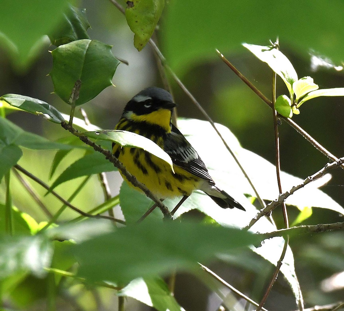 Magnolia Warbler - ML339832441