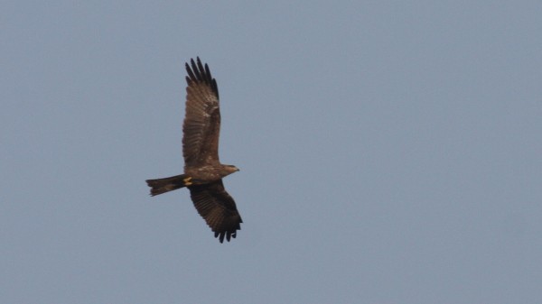 Black Kite - ML33983371