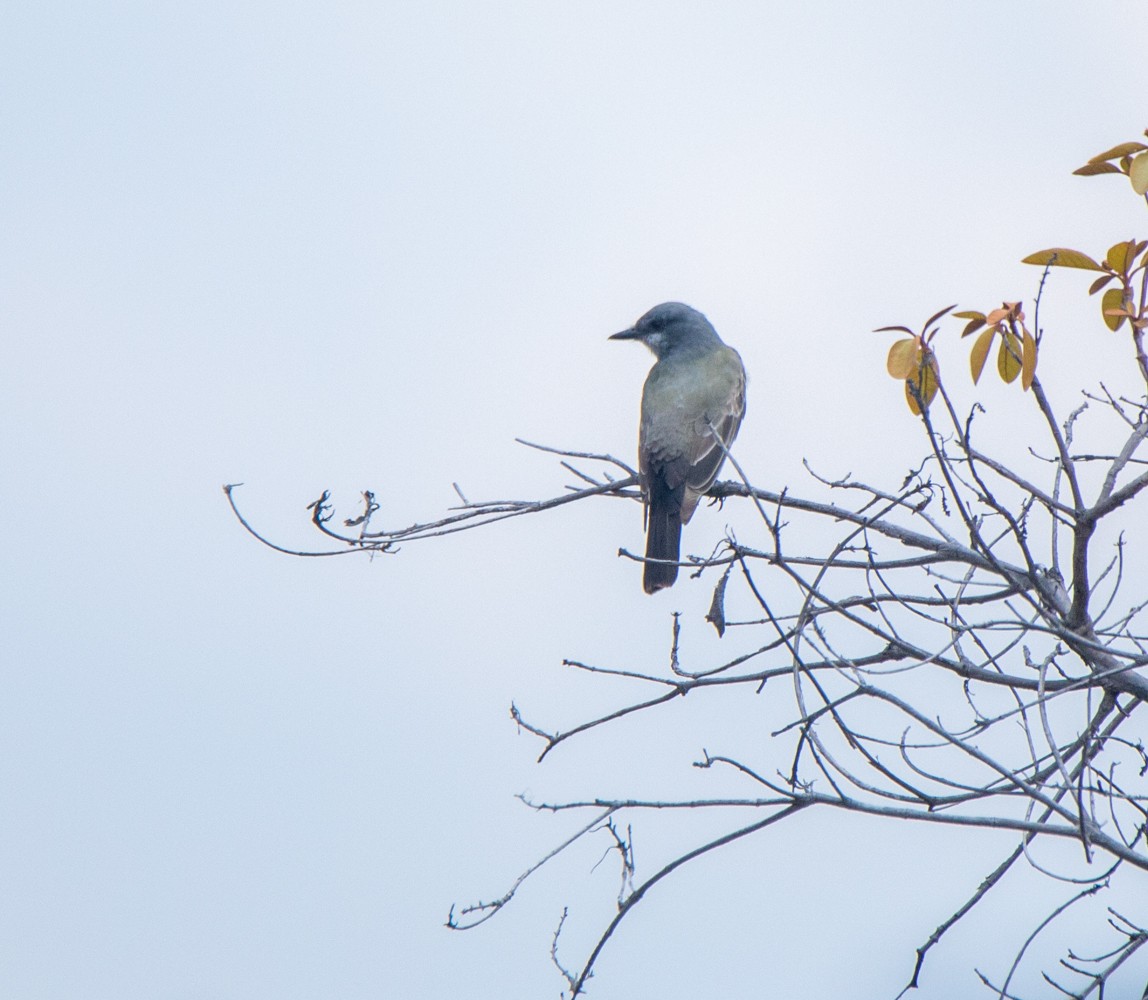 Cassin's Kingbird - ML339834291