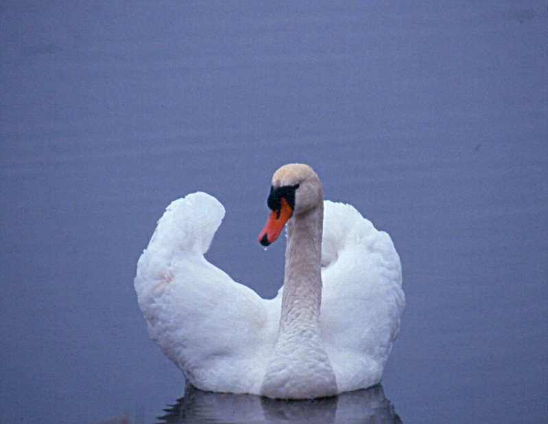 Mute Swan - ML33983441