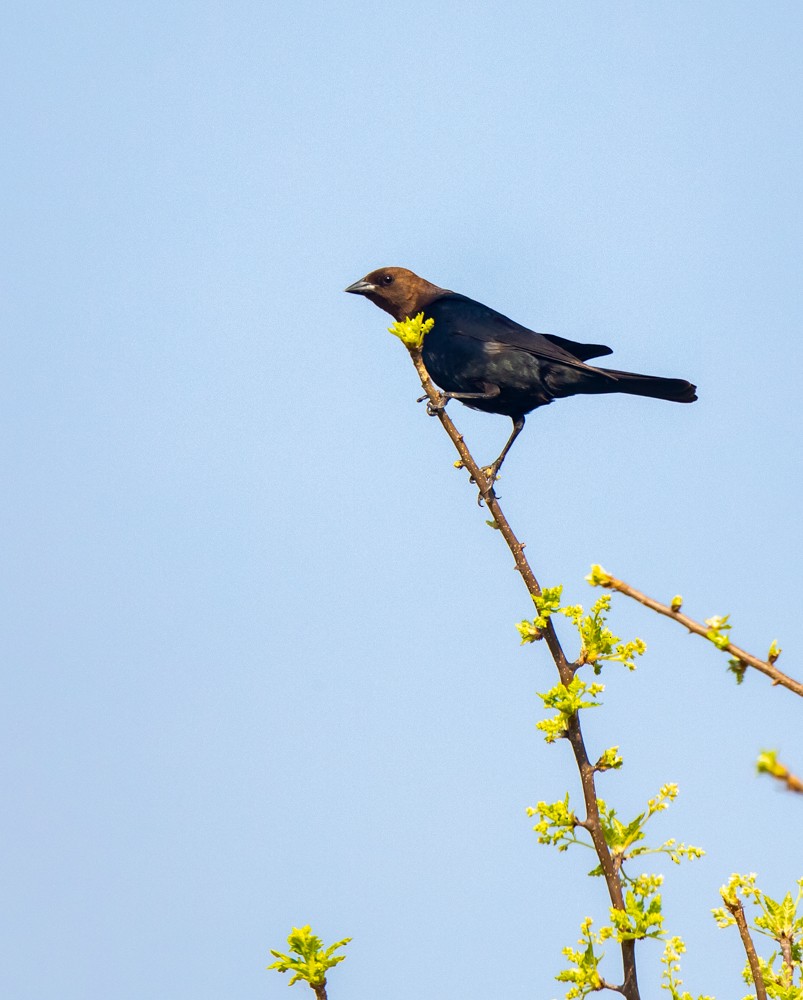Brown-headed Cowbird - ML339834511