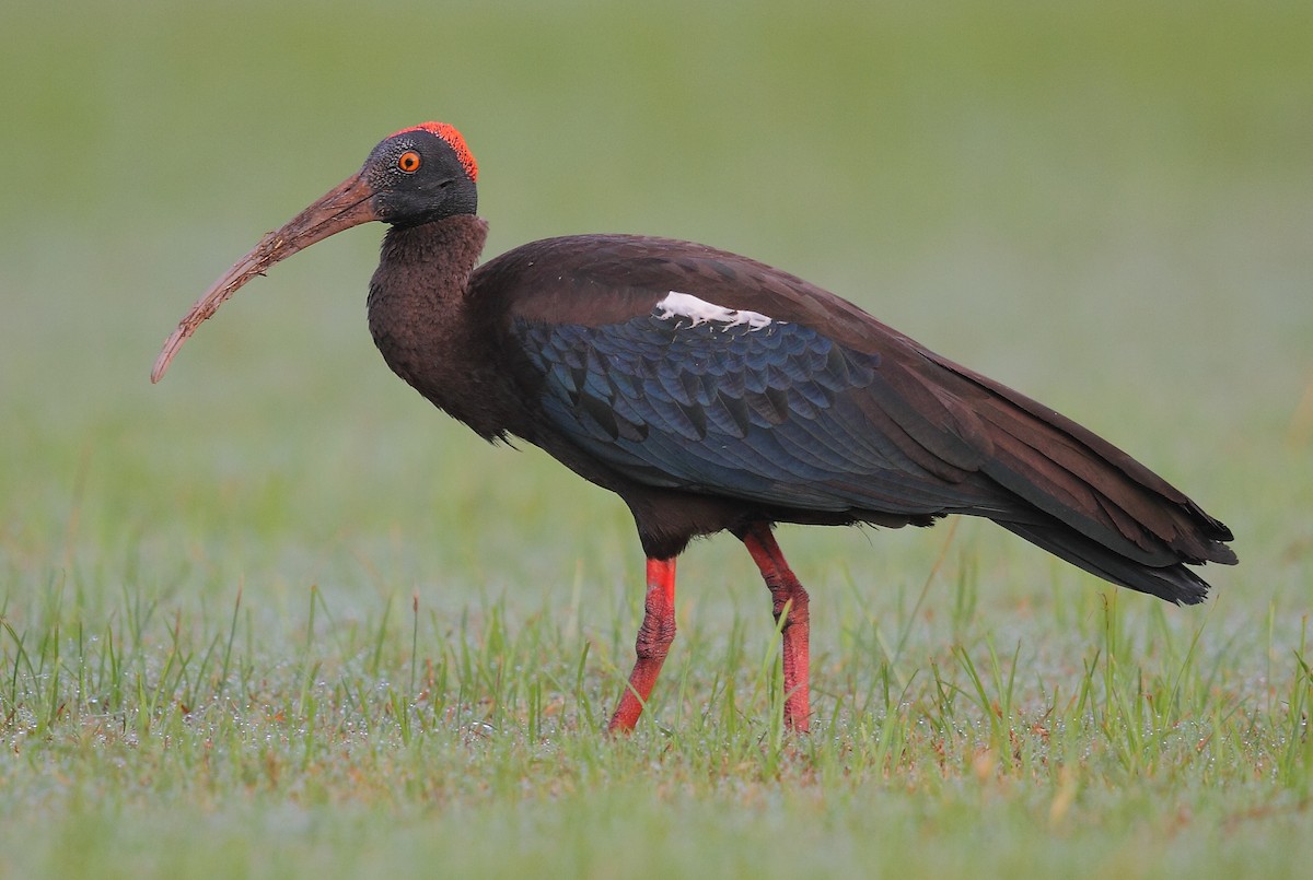 Red-naped Ibis - Krishnan Sivasubramanian