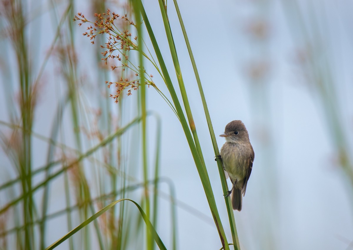 White-throated Flycatcher - ML339835181