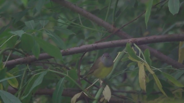 Connecticut Warbler - ML339835811