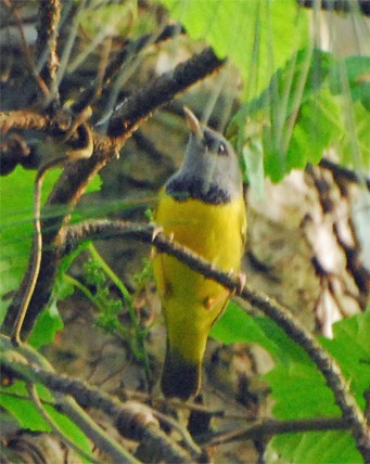 Mourning Warbler - Bob Zaremba