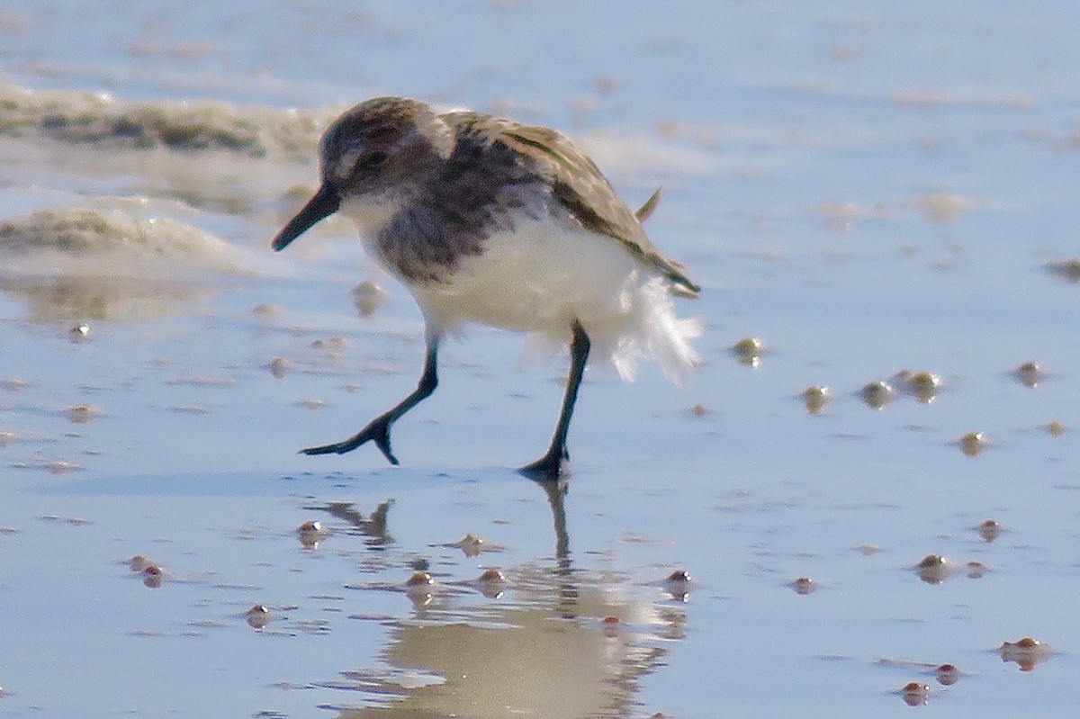 Semipalmated Sandpiper - ML339836141