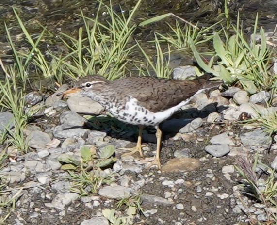 Spotted Sandpiper - ML339836991