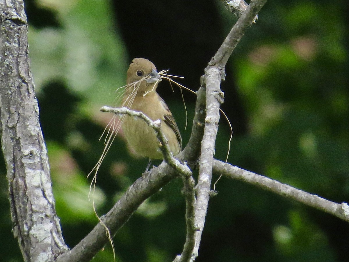 Blue Grosbeak - ML339837851