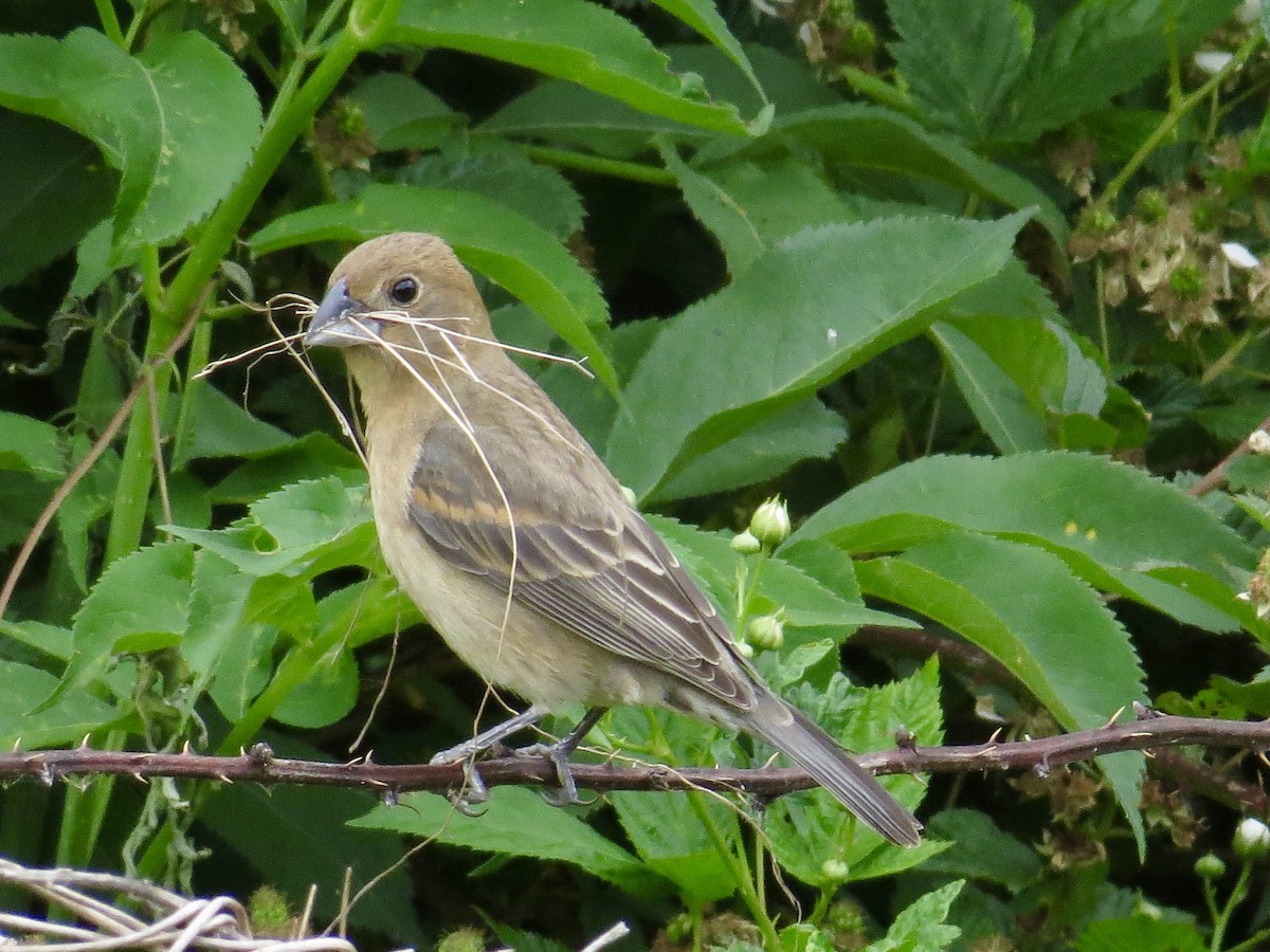 Blue Grosbeak - ML339837861
