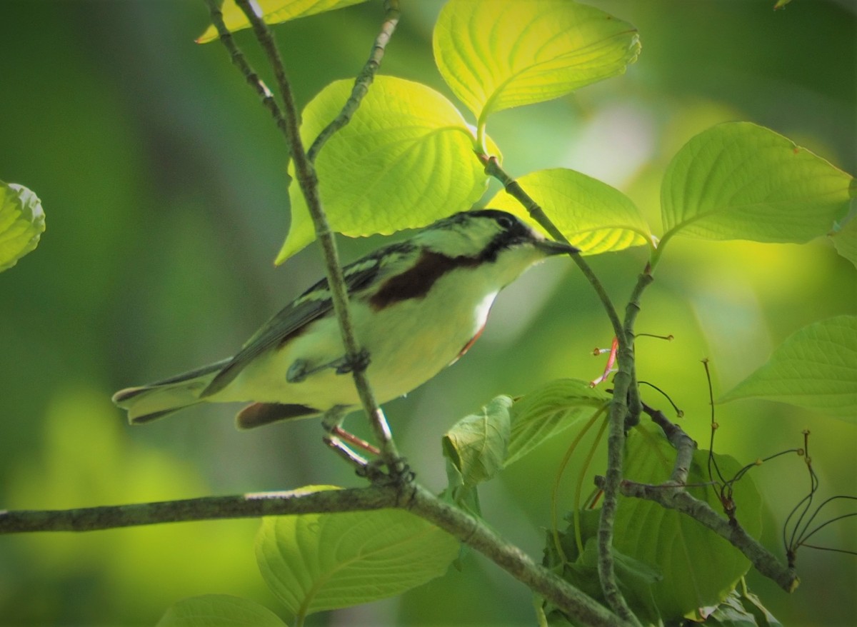 Chestnut-sided Warbler - ML339838721