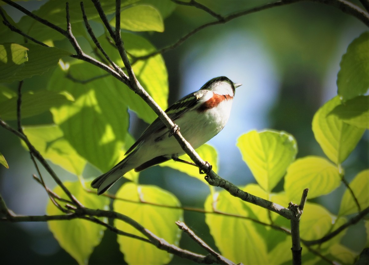 Chestnut-sided Warbler - ML339838731