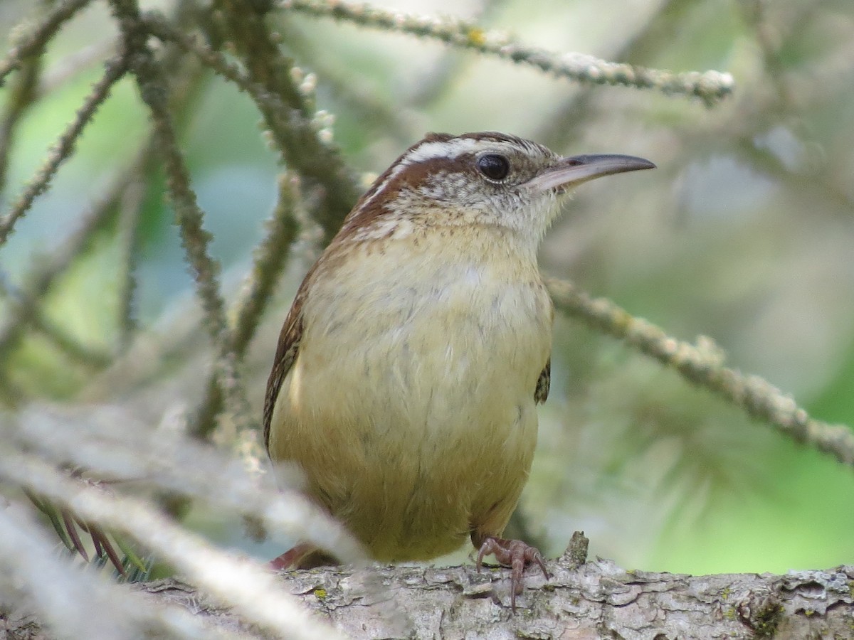 Carolinazaunkönig - ML339838961