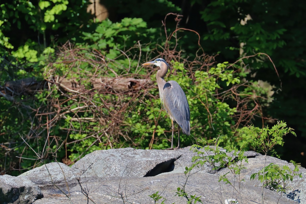 Great Blue Heron - Suzanne O'Rourke