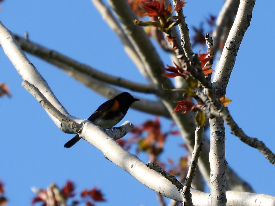 American Redstart - ML339841741