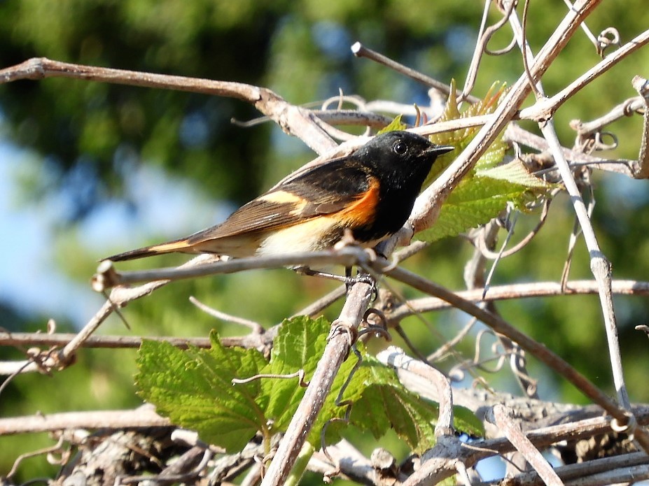 American Redstart - ML339841751