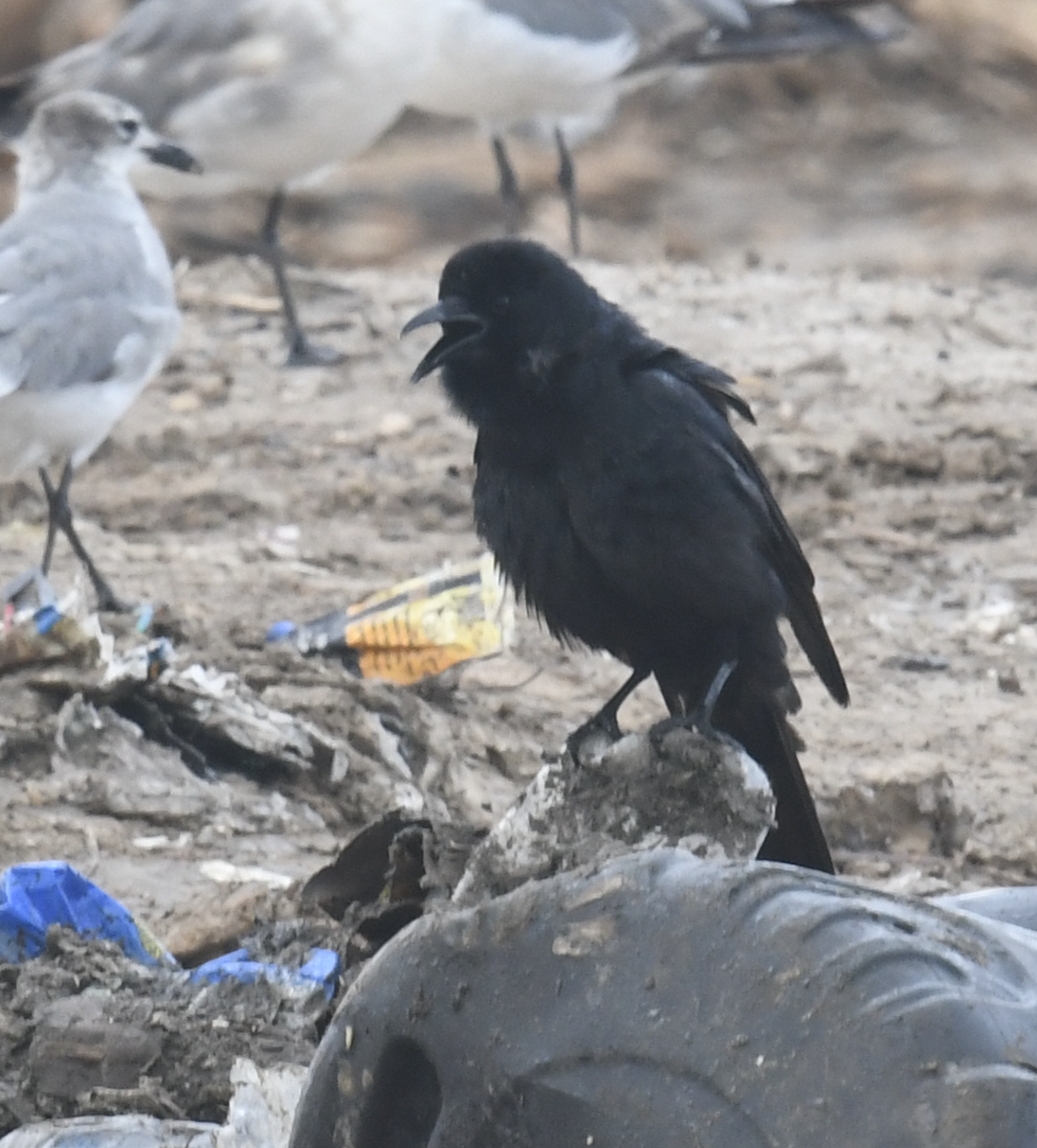 Tamaulipas Crow - ML339843891