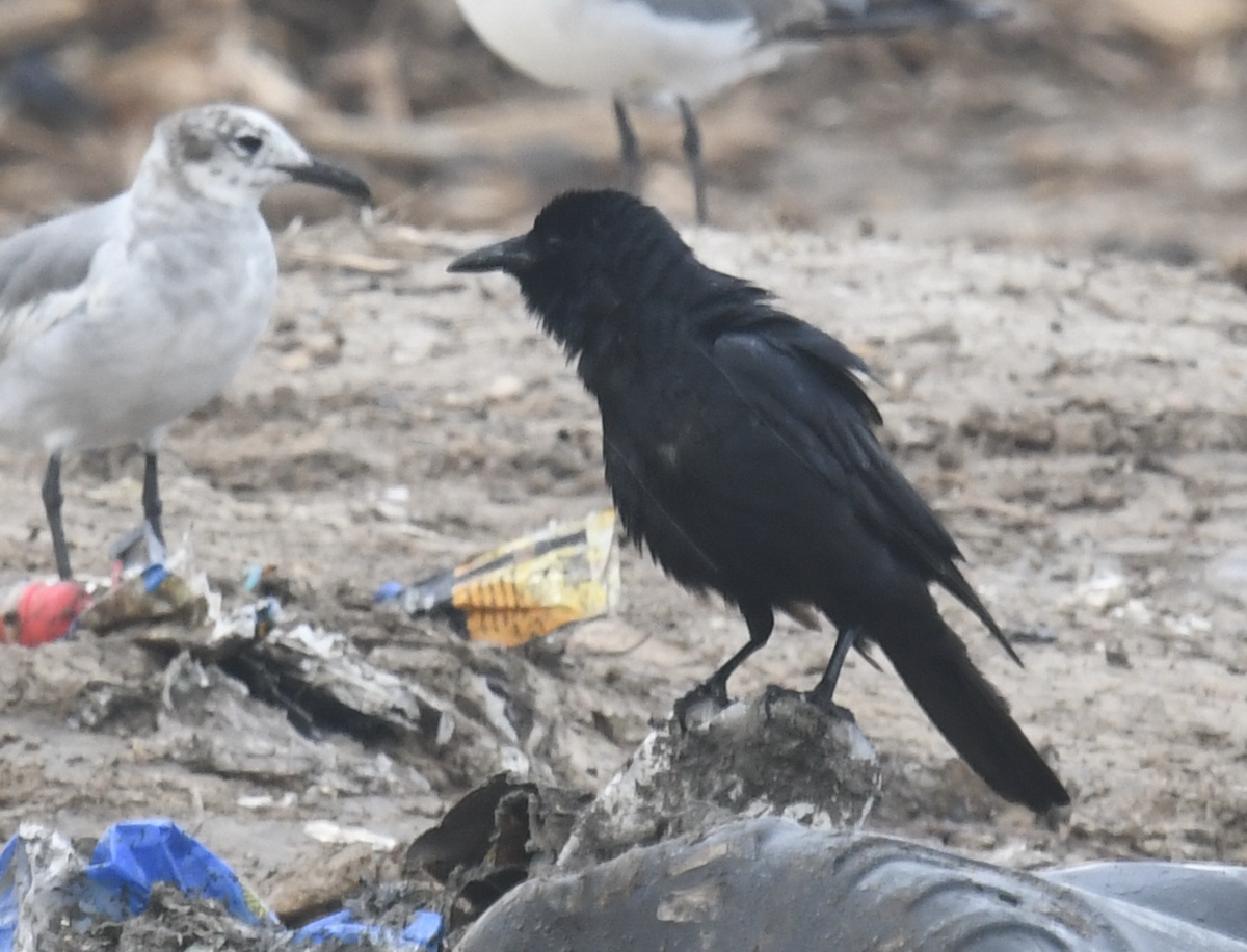 Tamaulipas Crow - ML339843911
