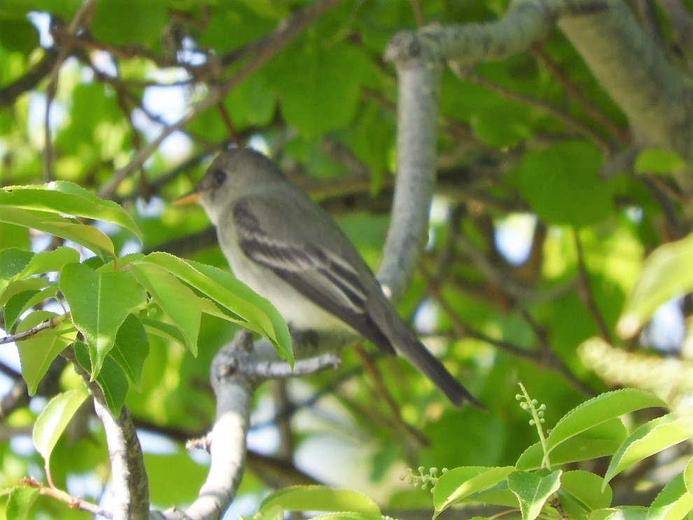 Eastern Wood-Pewee - ML339844681