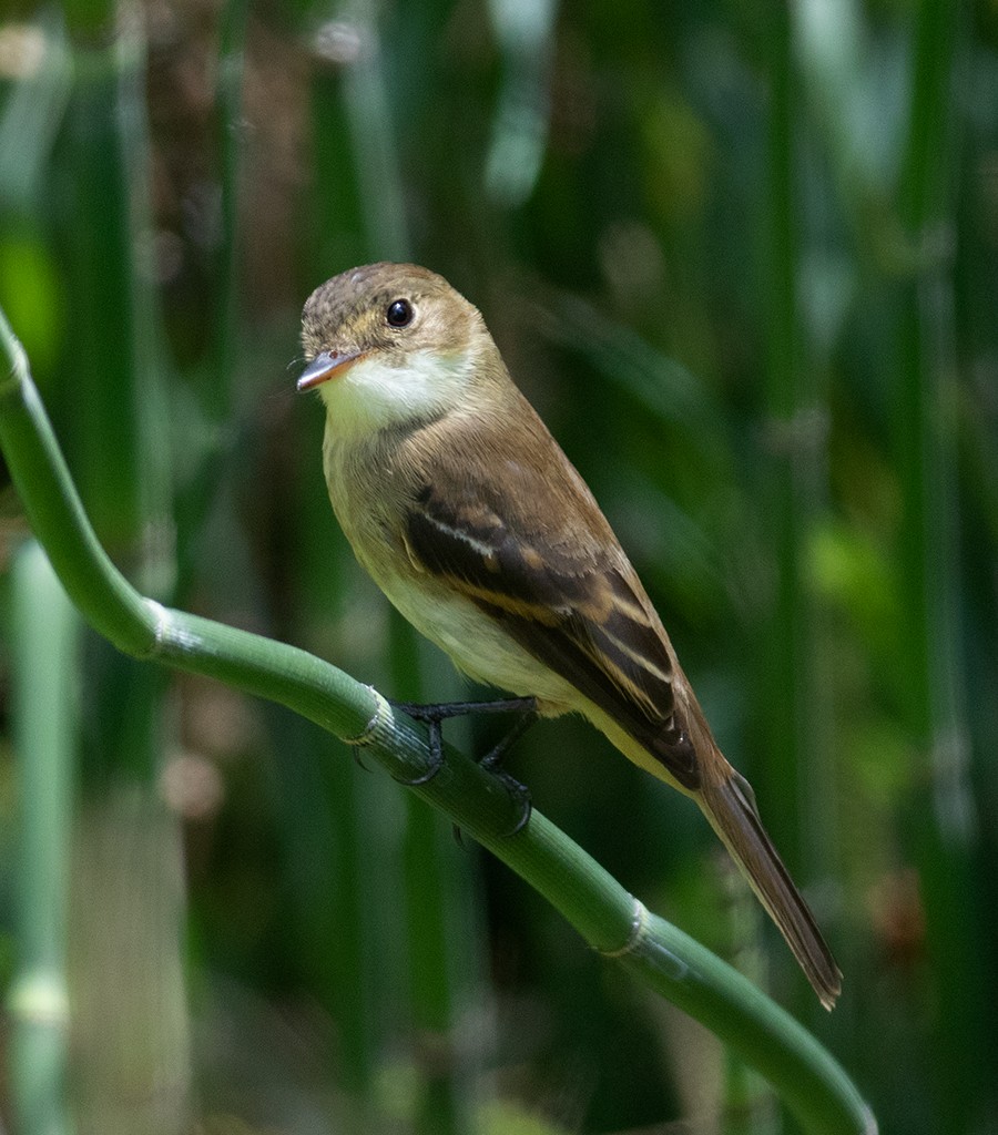 White-throated Flycatcher - ML339846761
