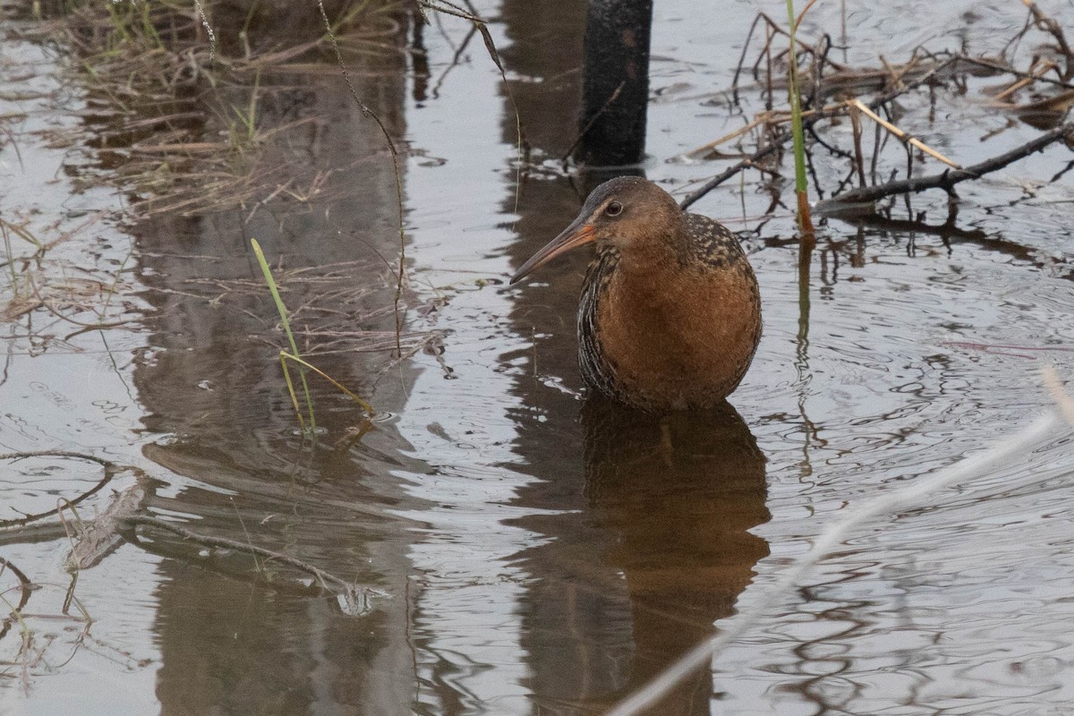 King Rail - David McCorquodale