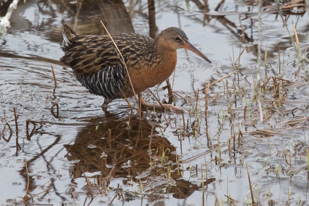 King Rail - David McCorquodale