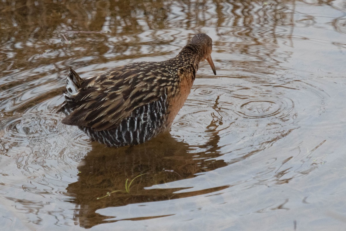 King Rail - David McCorquodale