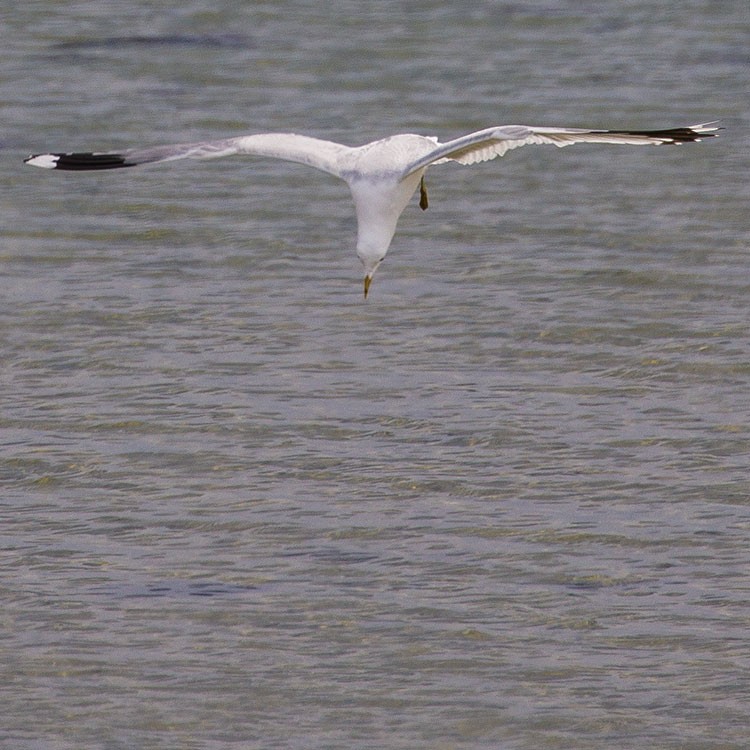 Үүлэн цахлай - ML339847001