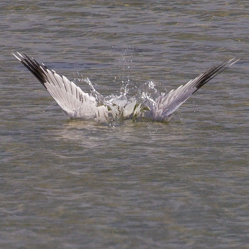 Үүлэн цахлай - ML339847011