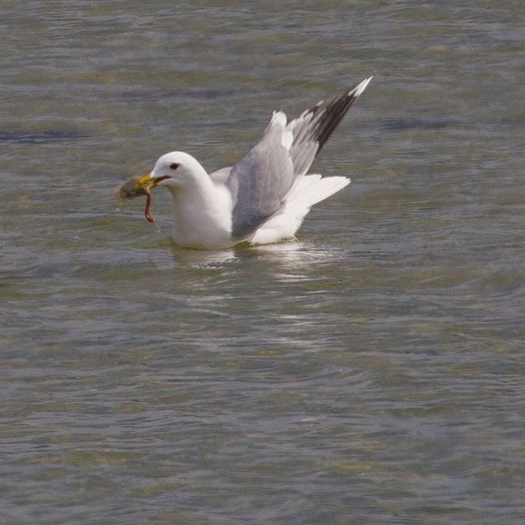 Үүлэн цахлай - ML339847021