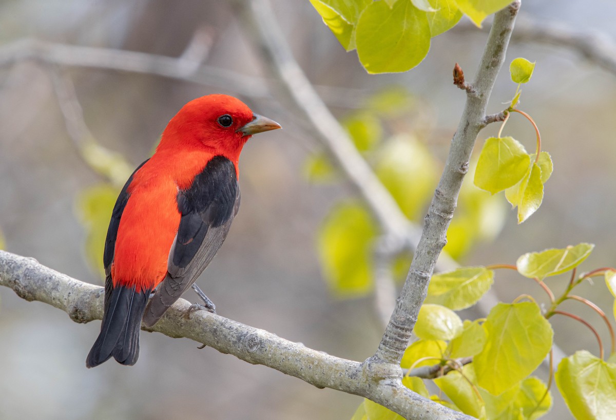 Scarlet Tanager - Kevin Vande Vusse