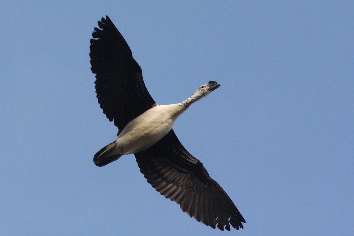 Knob-billed Duck - ML33984901