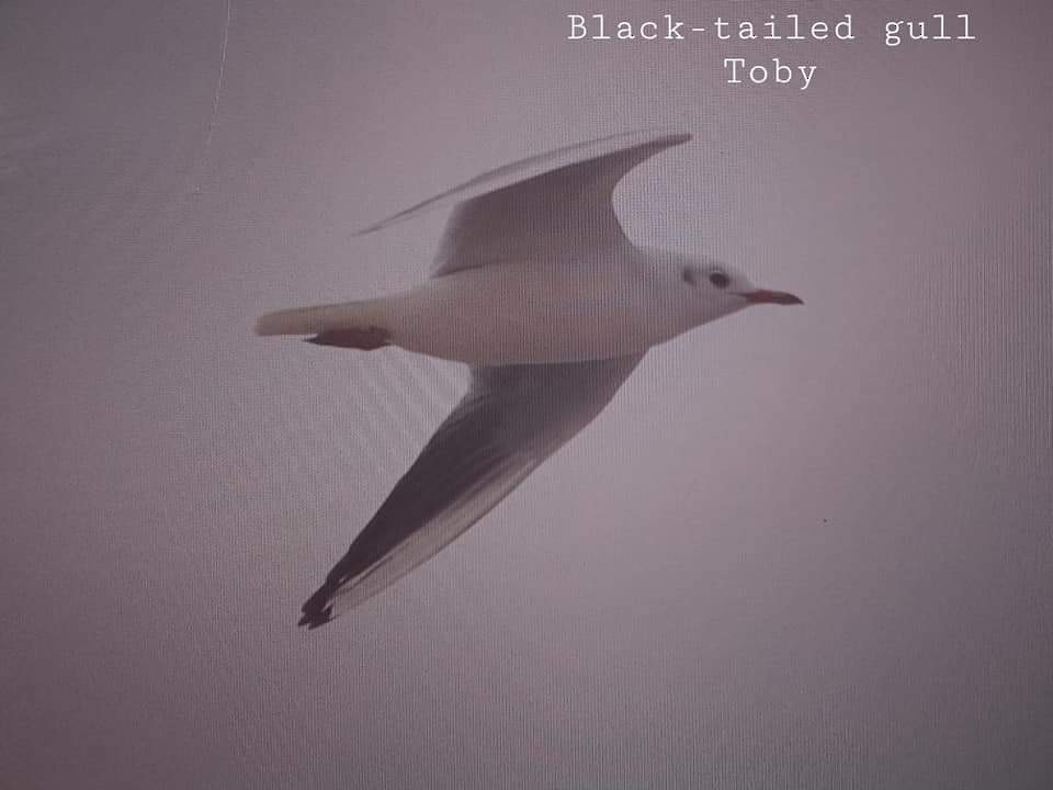 Black-headed Gull - Trung Buithanh