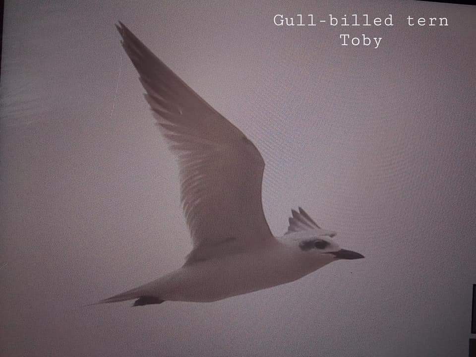 Gull-billed Tern - Trung Buithanh