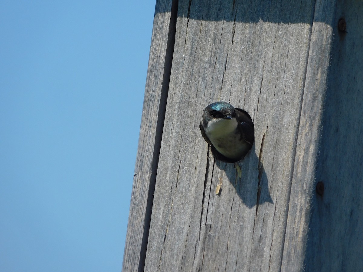 Golondrina Bicolor - ML339850101