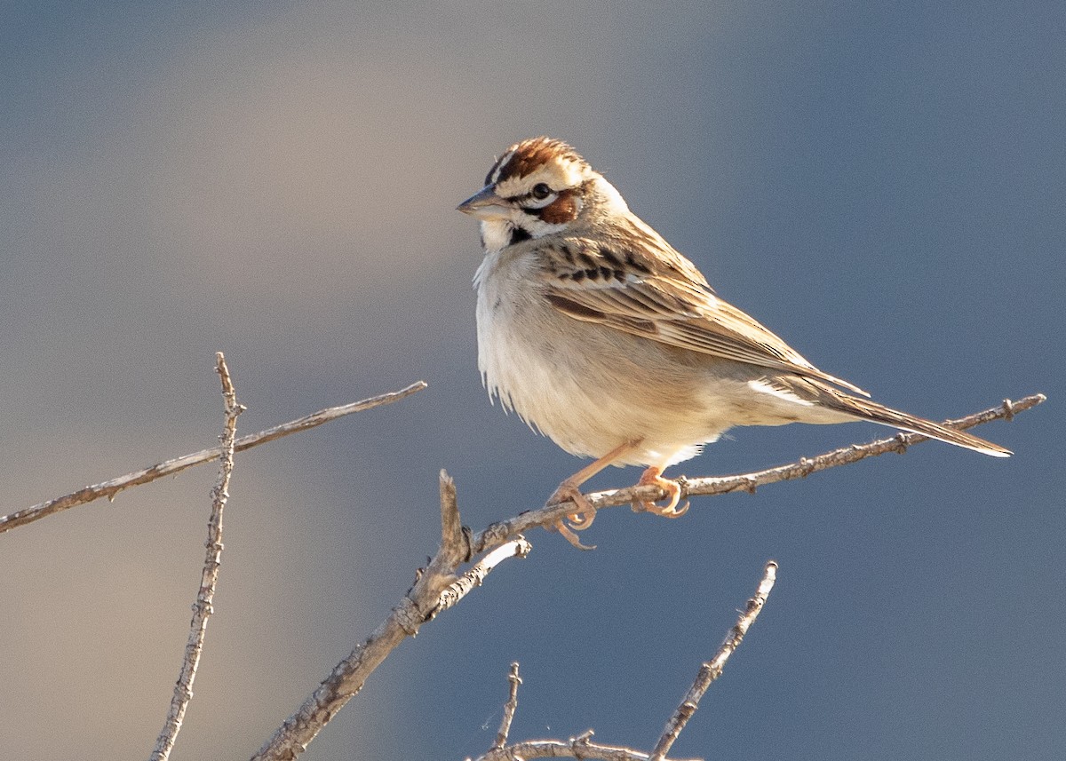 Lark Sparrow - Benny Jacobs-Schwartz