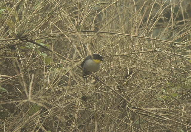 White-naped Brushfinch - ML33985191