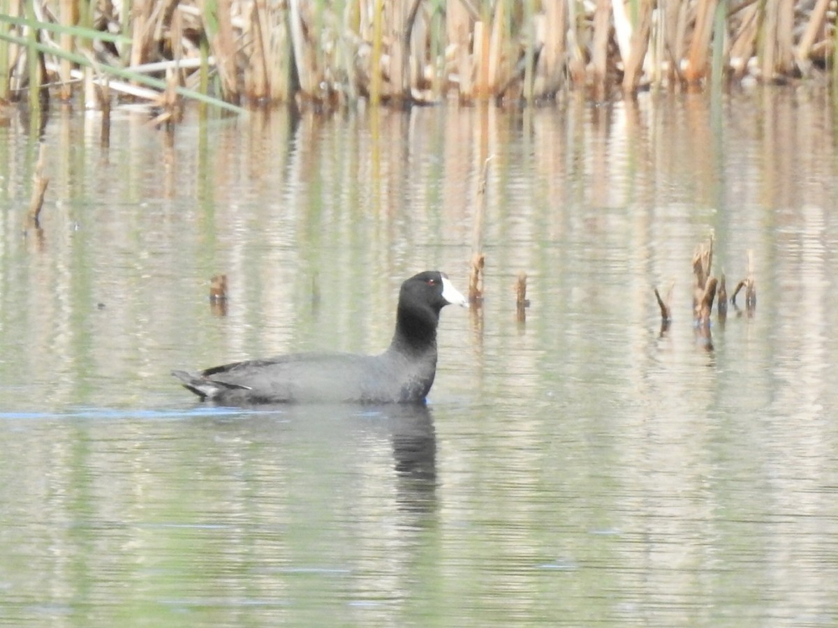 American Coot - ML339852461