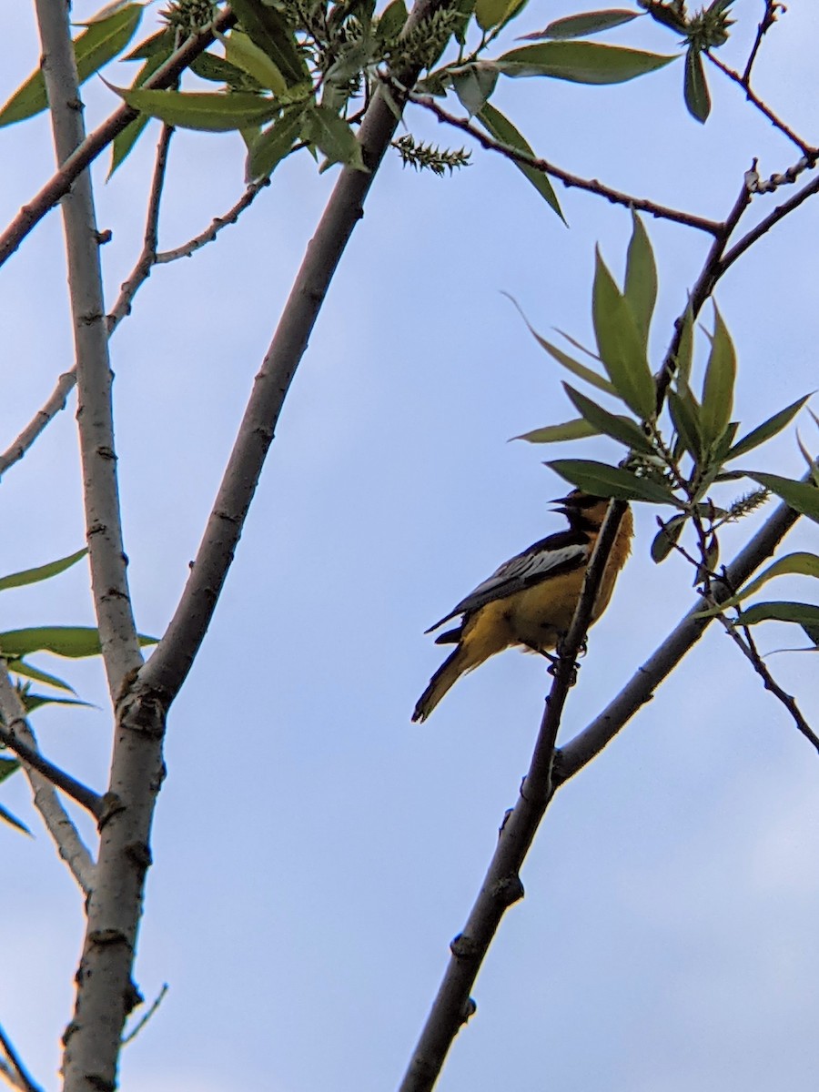 Oriole de Bullock - ML339853171