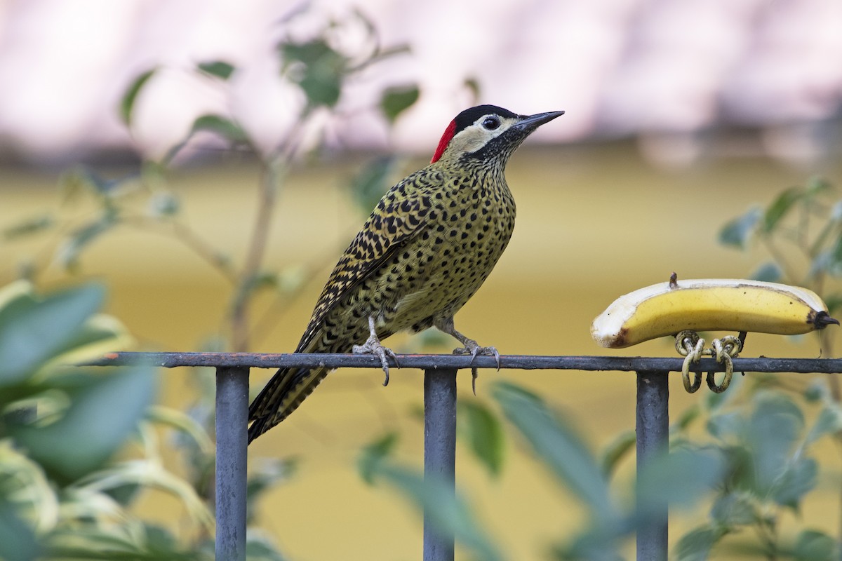 Green-barred Woodpecker - ML339854391