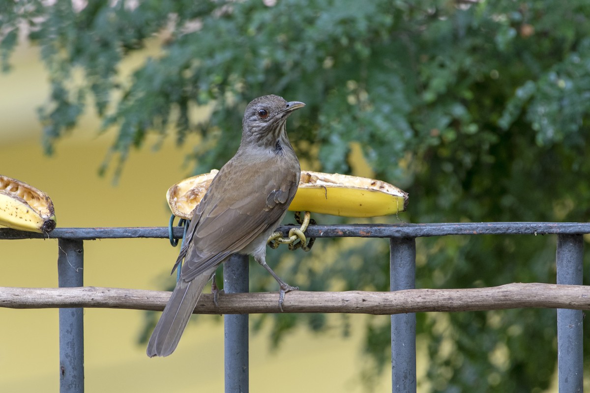 Pale-breasted Thrush - ML339854401