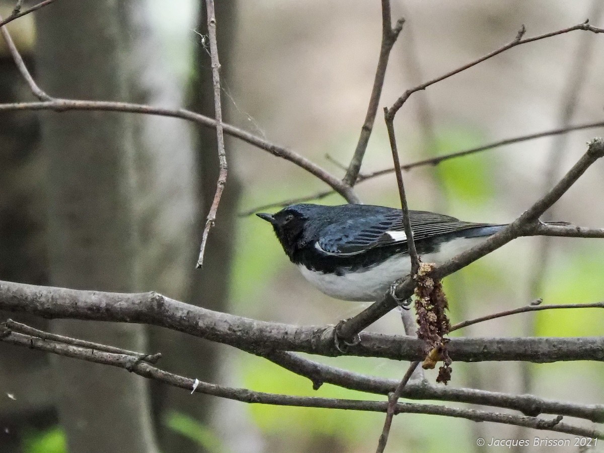 Black-throated Blue Warbler - Jacques Brisson