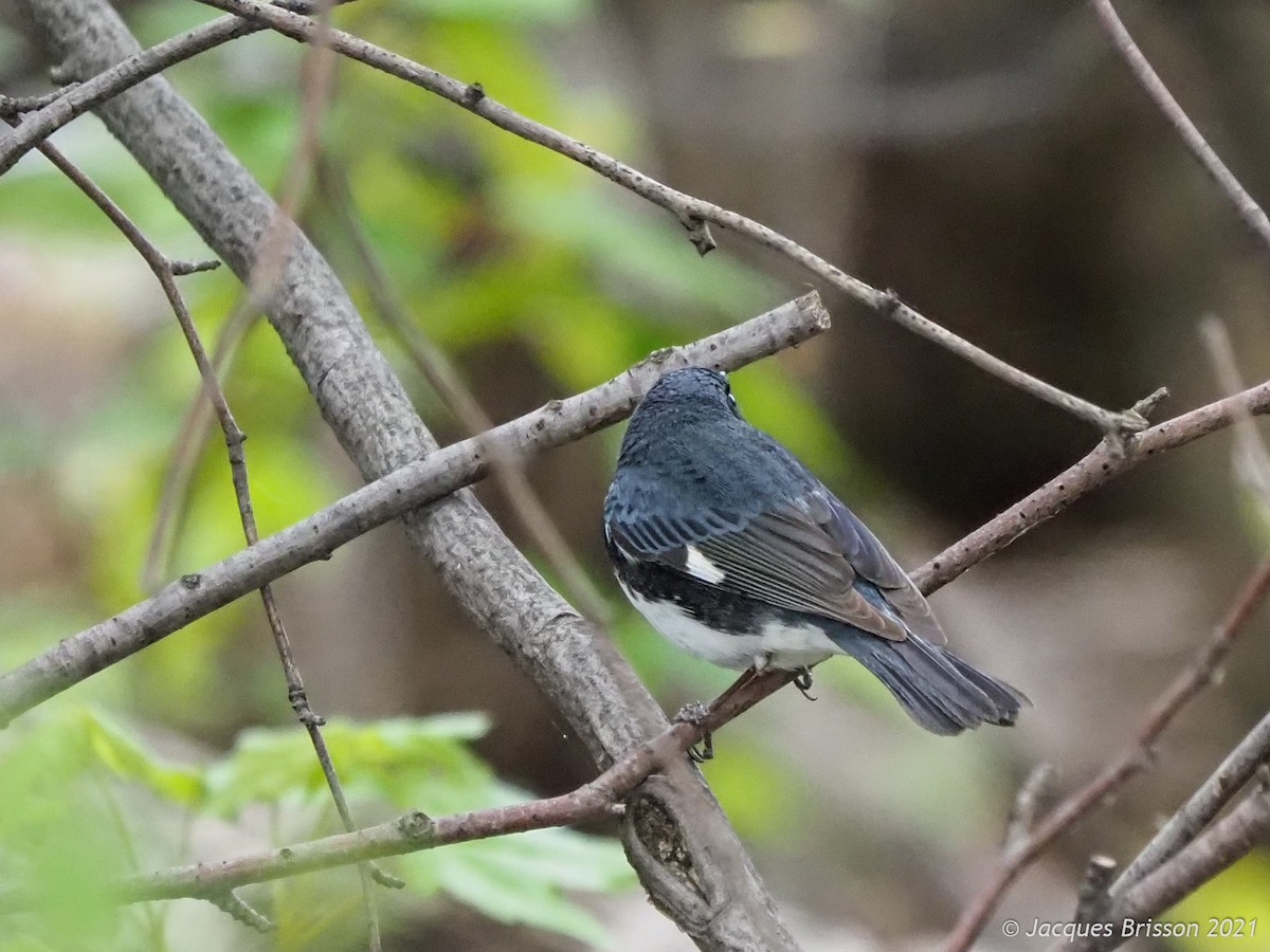 Black-throated Blue Warbler - Jacques Brisson