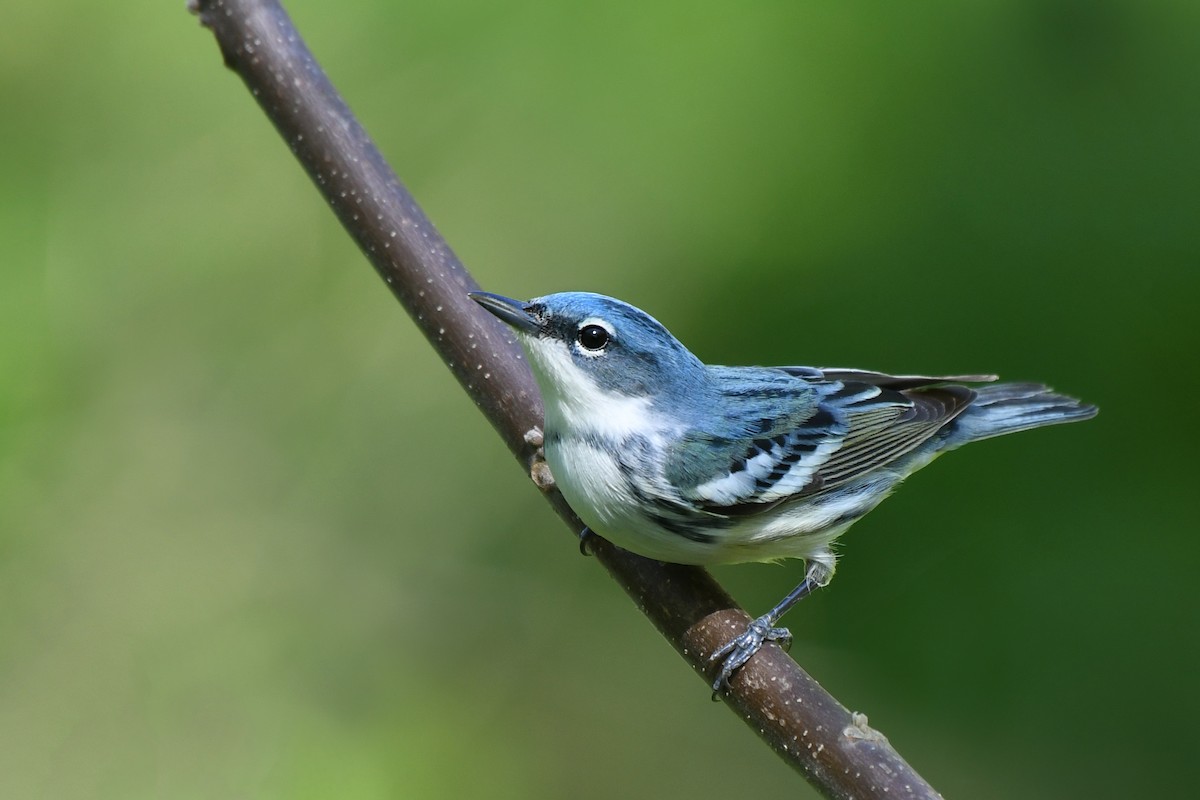 Cerulean Warbler - ML339854651