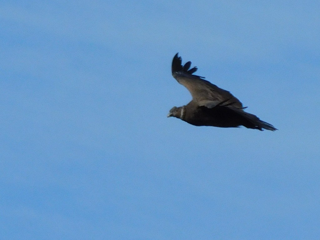 Andean Condor - ML339857821