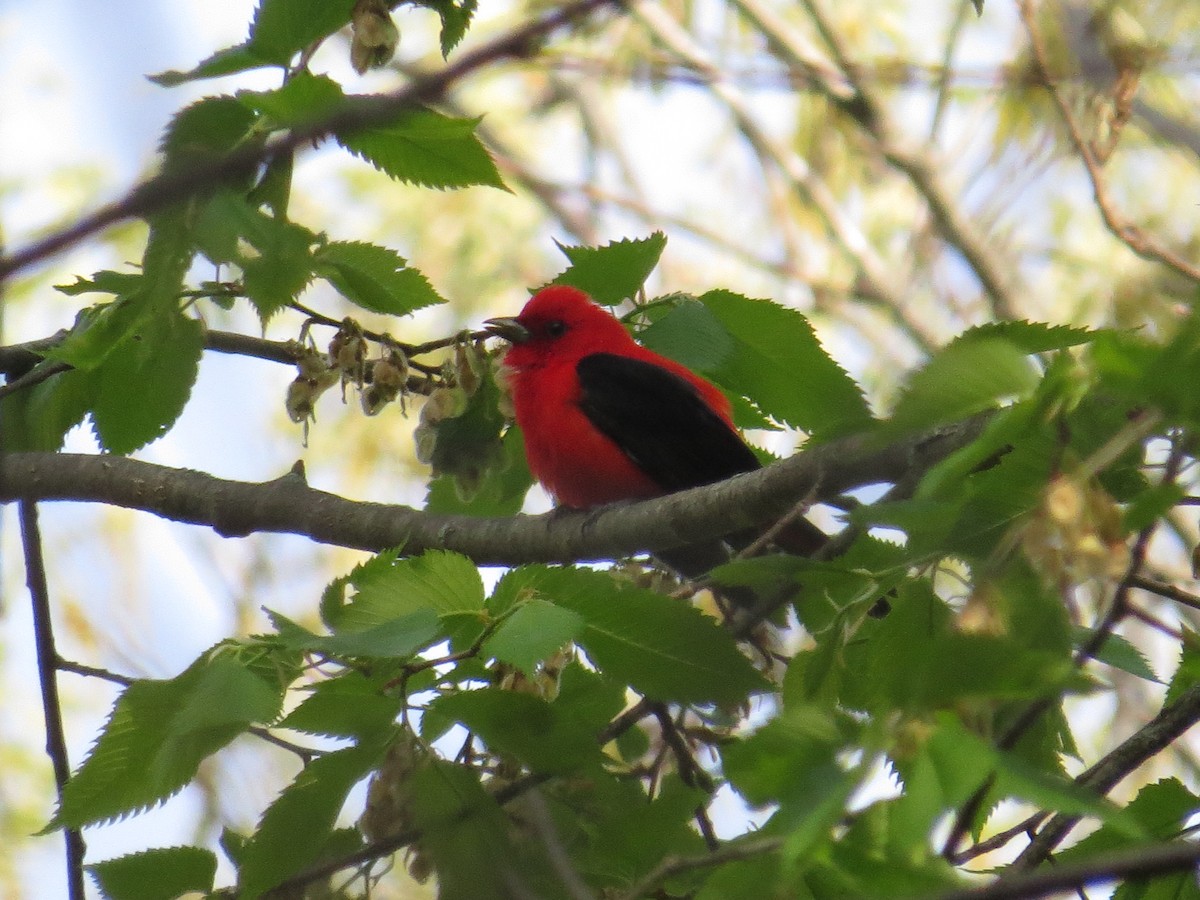 Scarlet Tanager - ML339859211
