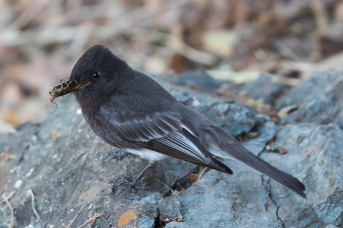 Black Phoebe - ML339859371